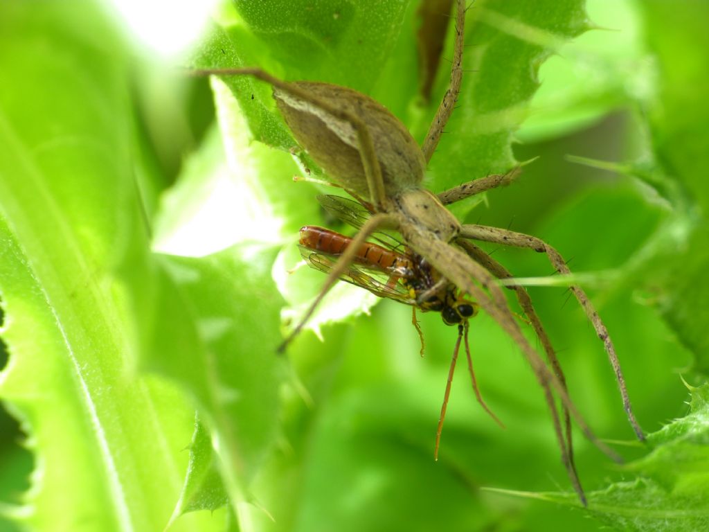 Tenthredopsis friesei?... Tenthredopsis sp.